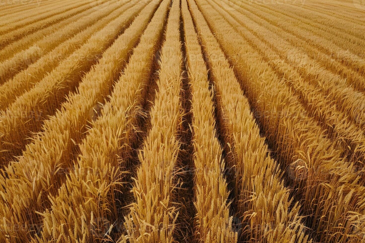 yellow wheat field photo