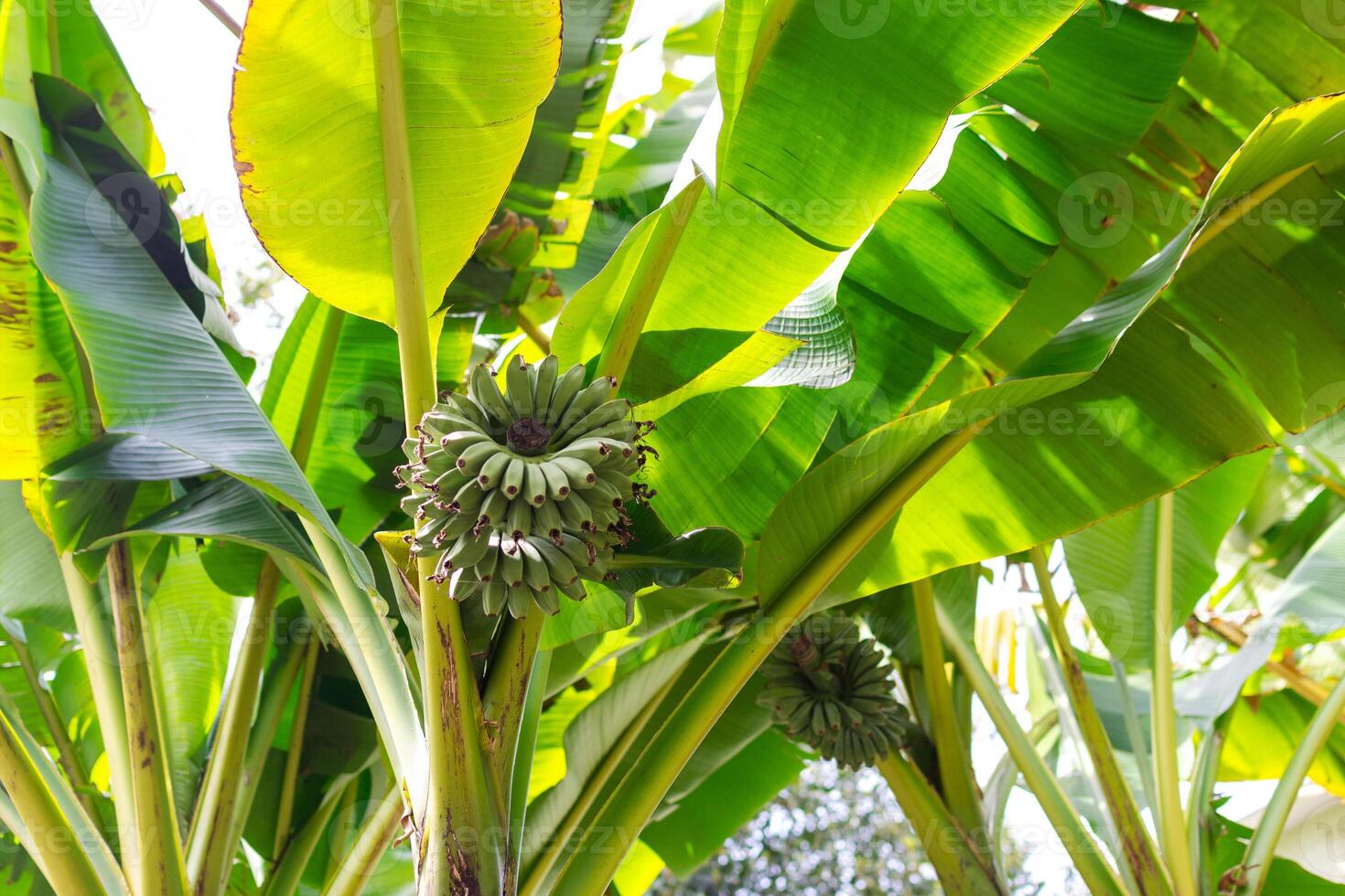 Banana tree with fruits on it photo