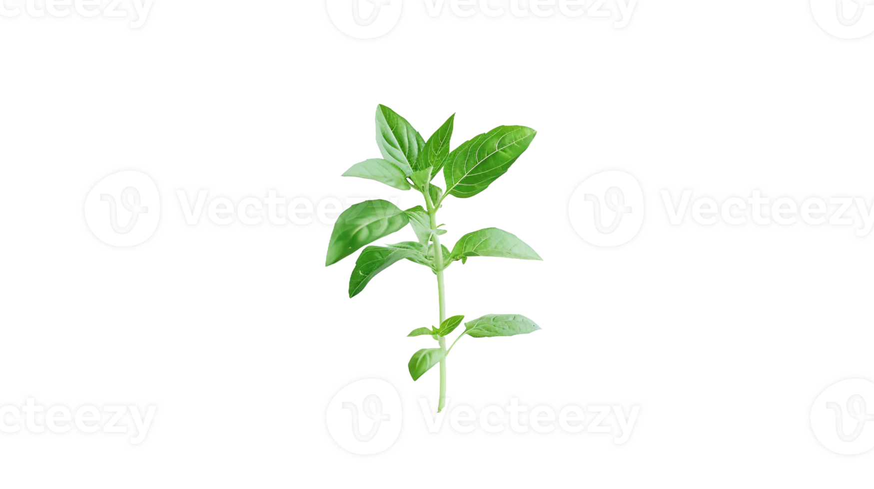 Isolated Basil on Transparent Background png