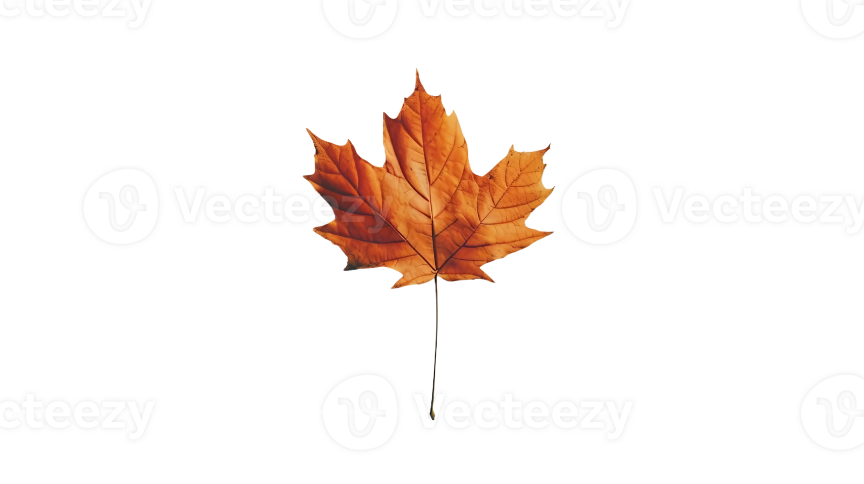 Maple Leaf in Fall on Transparent Background png
