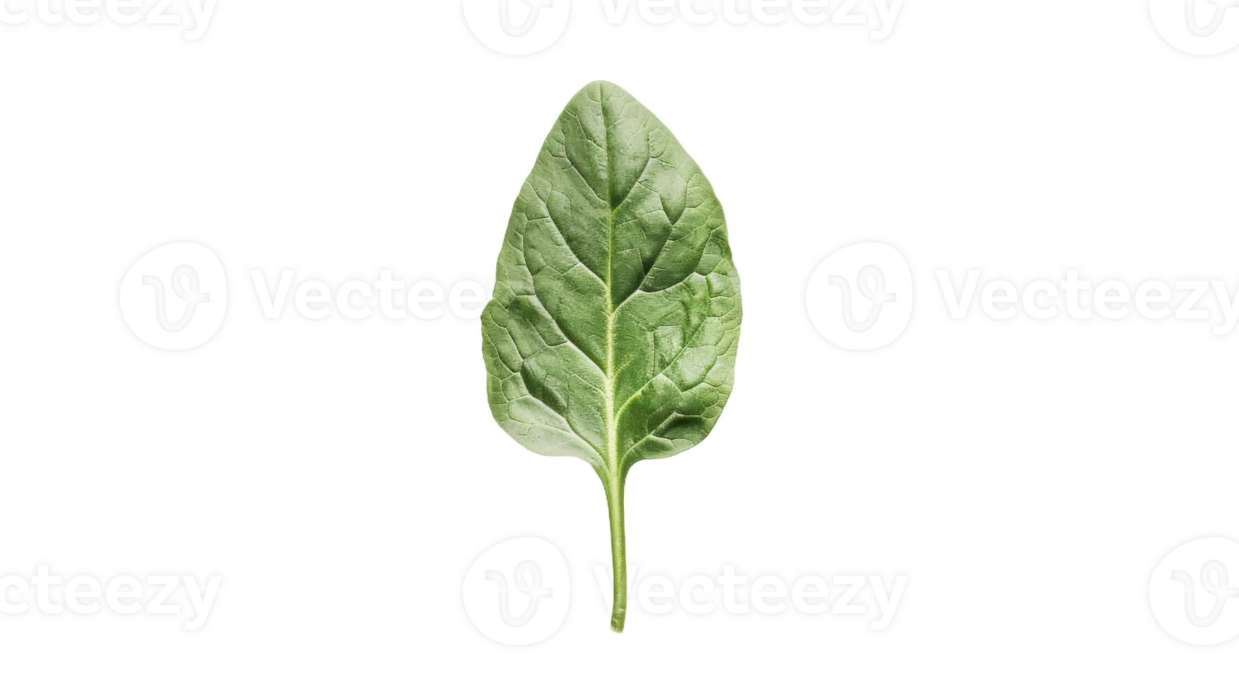 Spinach Leaf's Flavor and Nutrition isolated on the transparent background, Format png