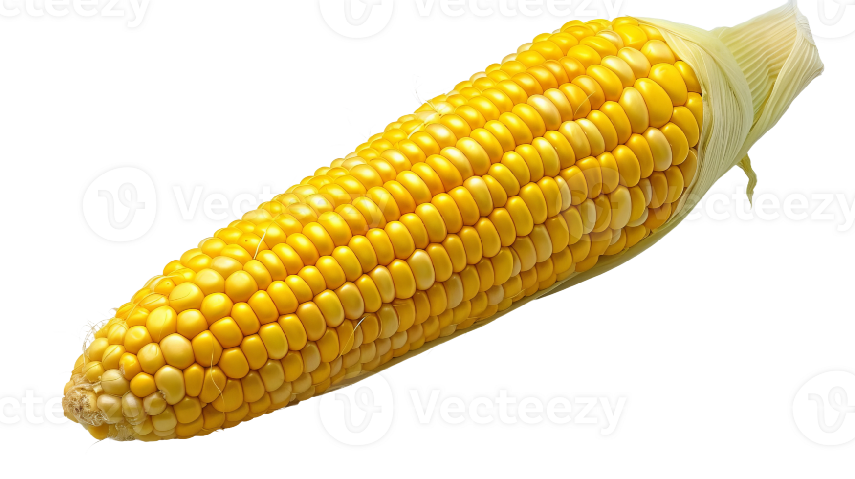 Isolated Corn Cob isolated on the transparent background, Format png