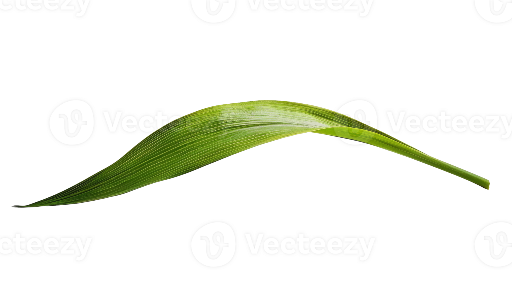 leek leaf isolated on the transparent background, Format png
