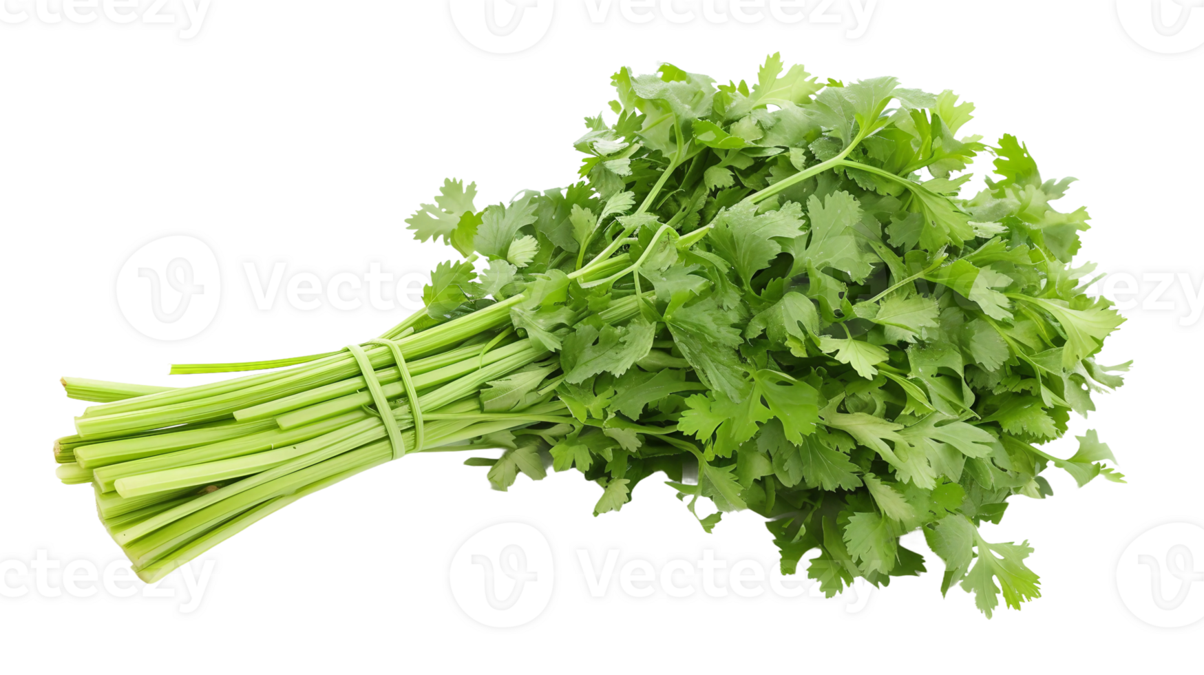 Celery in Isolation on Transparent Background png