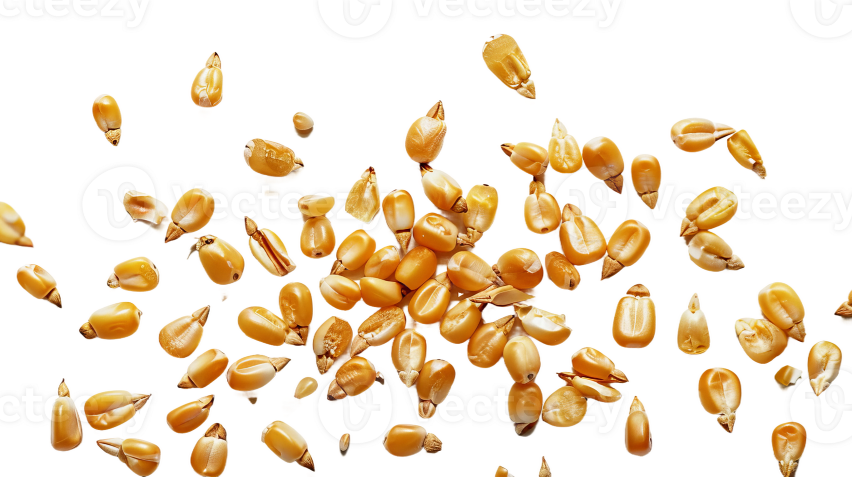 Corn seeds isolated isolated on the transparent background, Format png