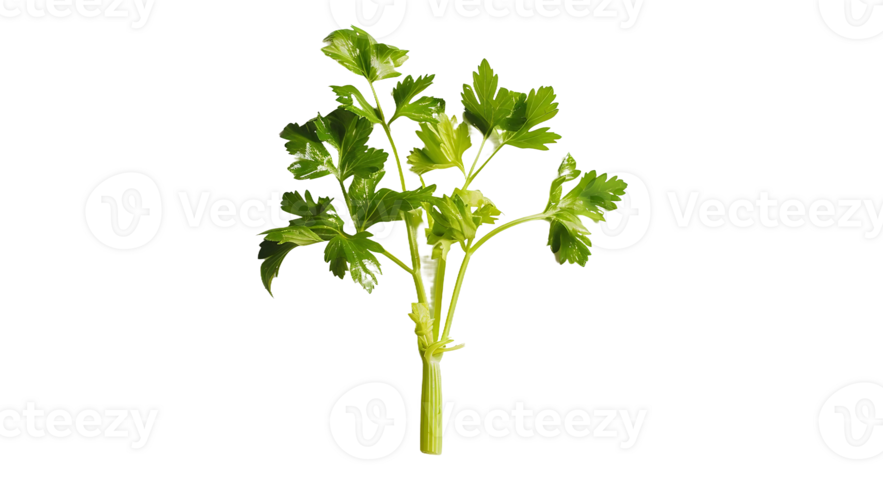 Celery Harmony on Transparent Background png