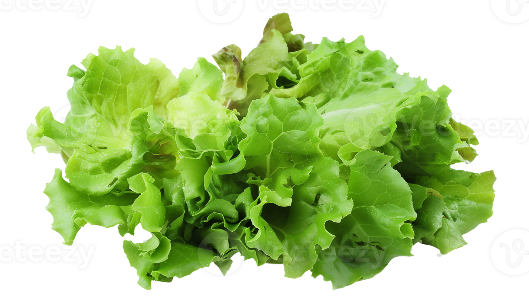 Lettuce Freshness on Transparent Background png