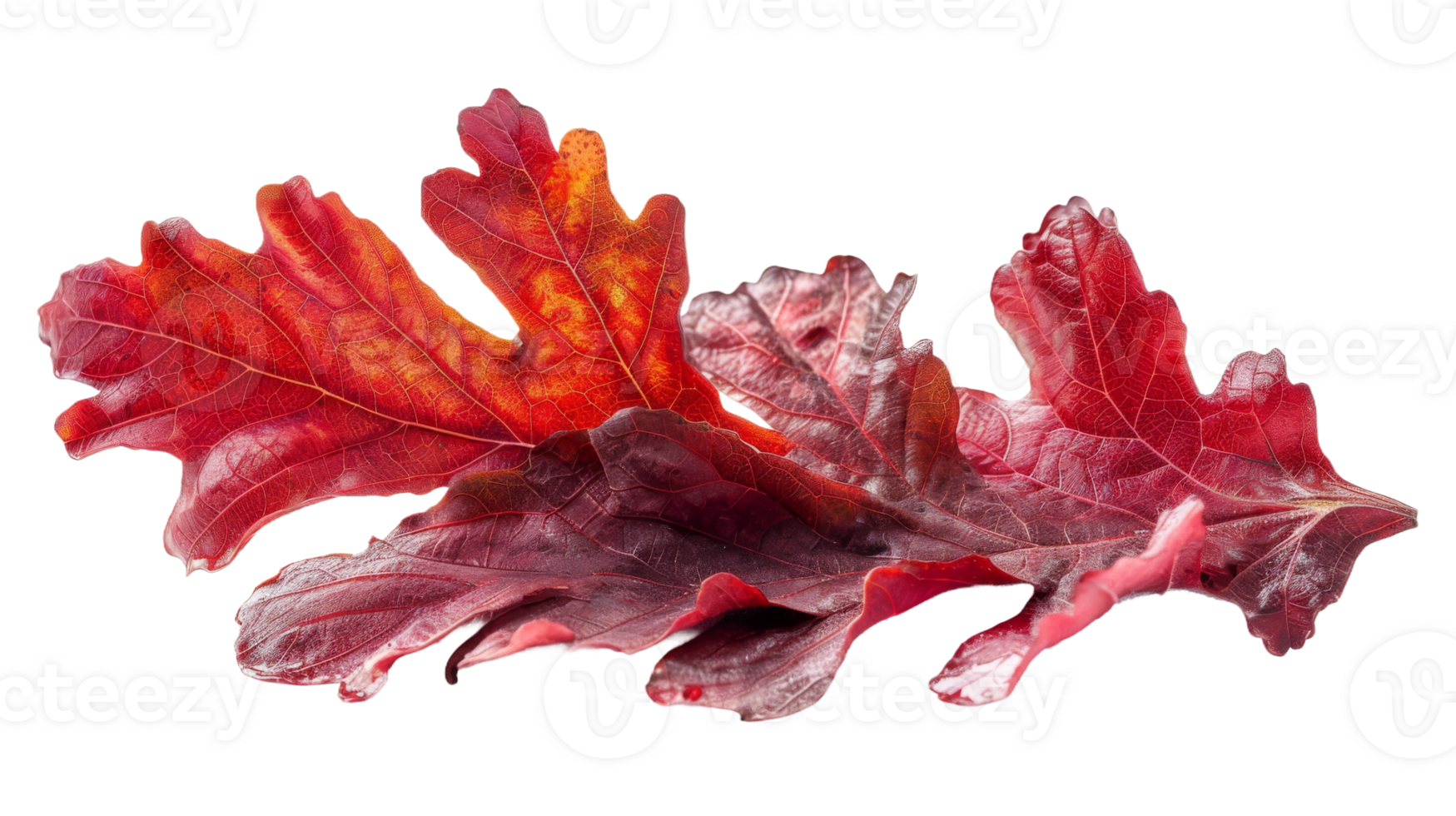 Red Autumn Leaves isolated on the transparent background, Format png