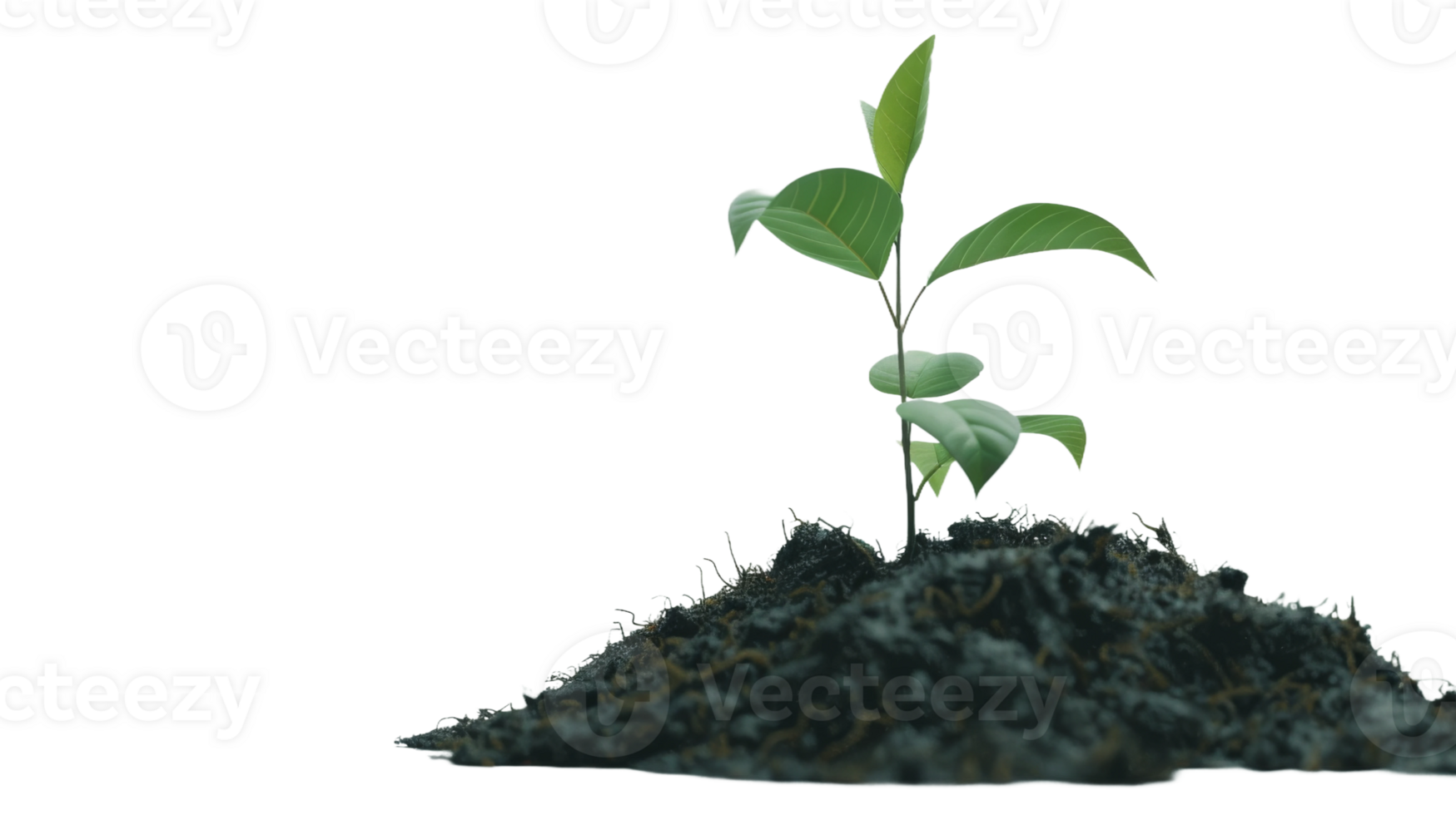 Young green plant in soil isolated on the transparent background, Format png