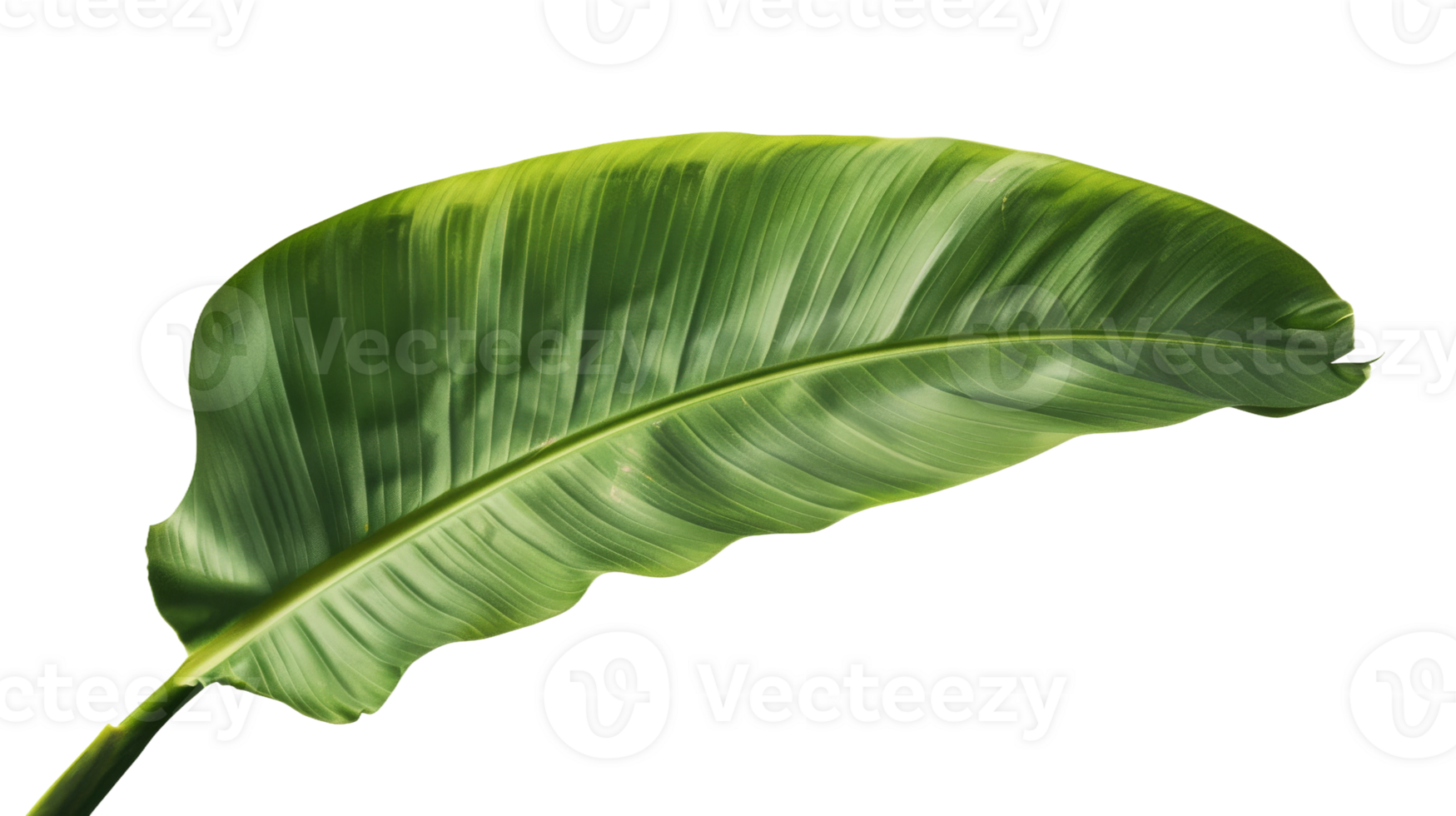 Banana leaf isolated on the transparent background, Format png