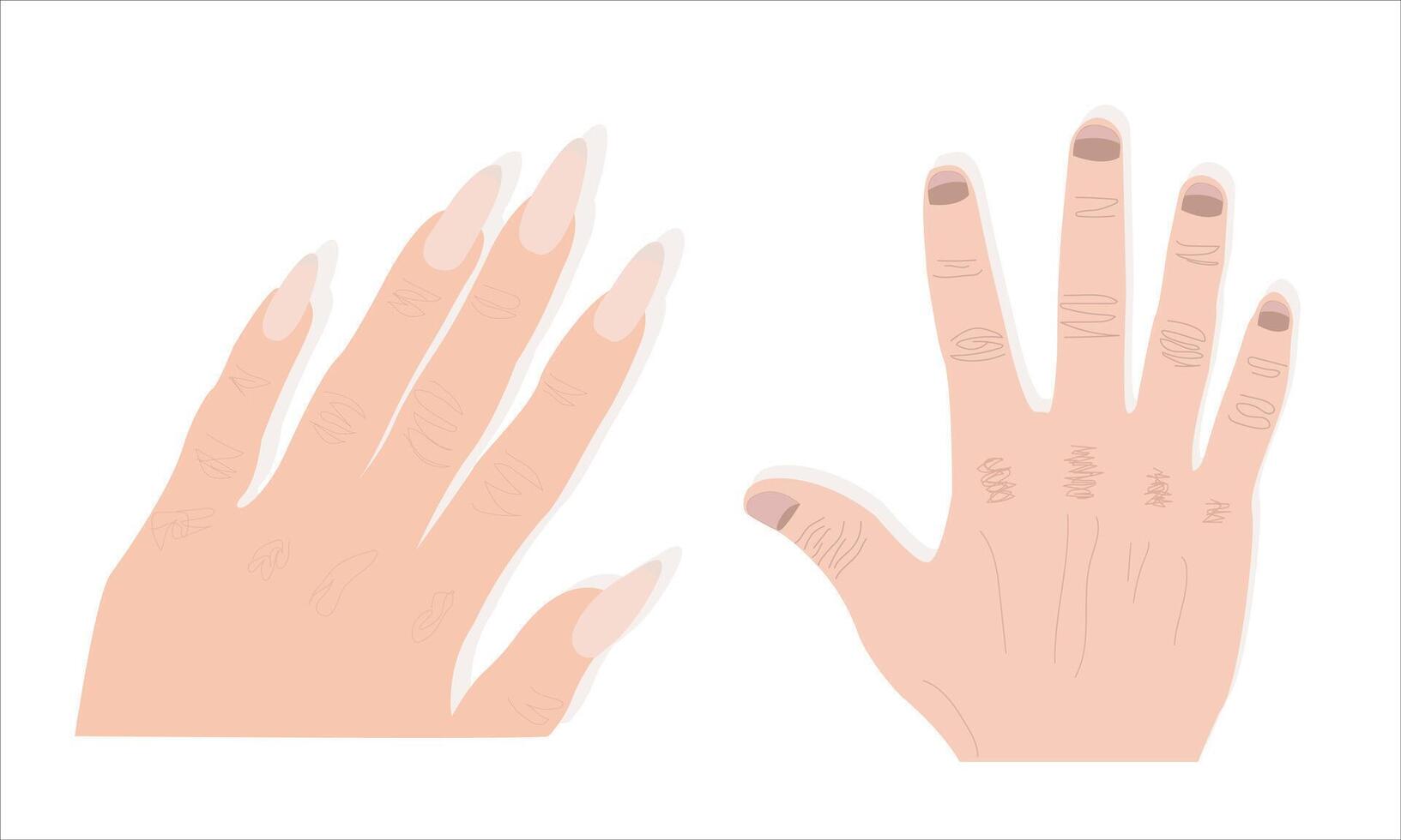 Male And Female hands isolated on white vector