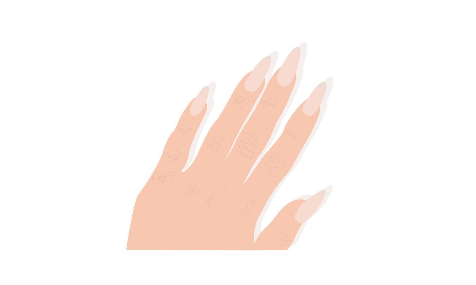 Female Fingers and Hand on white vector