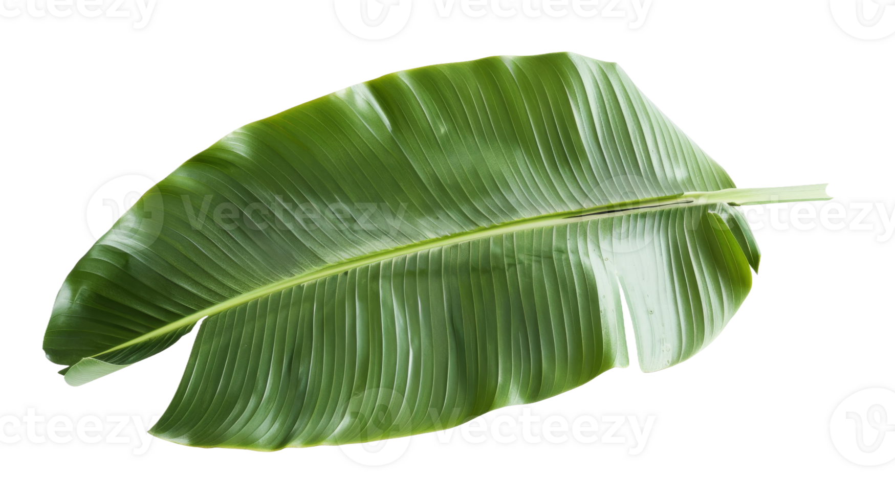 Beauty of Banana Leaf isolated on the transparent background, Format png