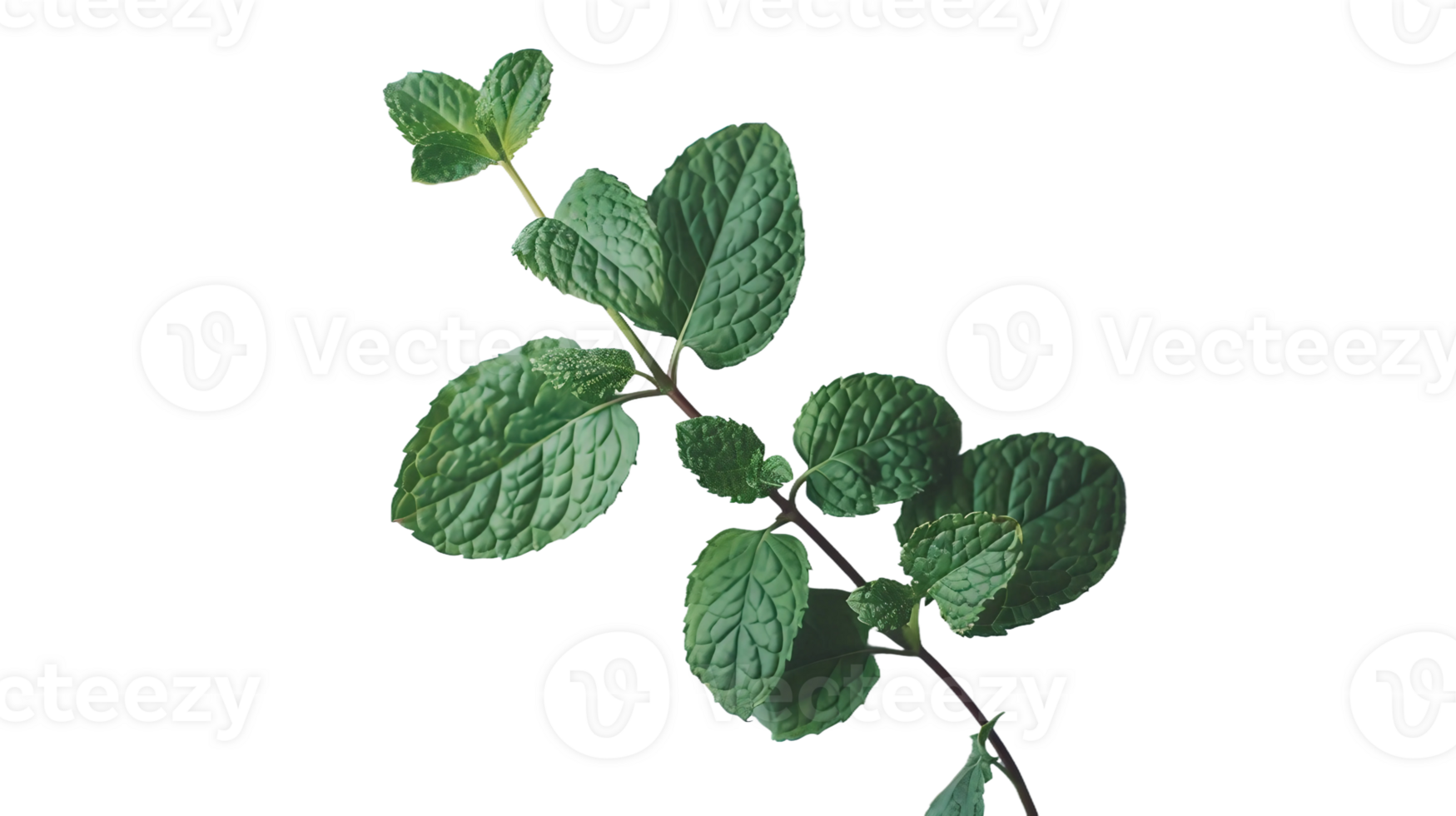 menthe élégance sur transparent Contexte png