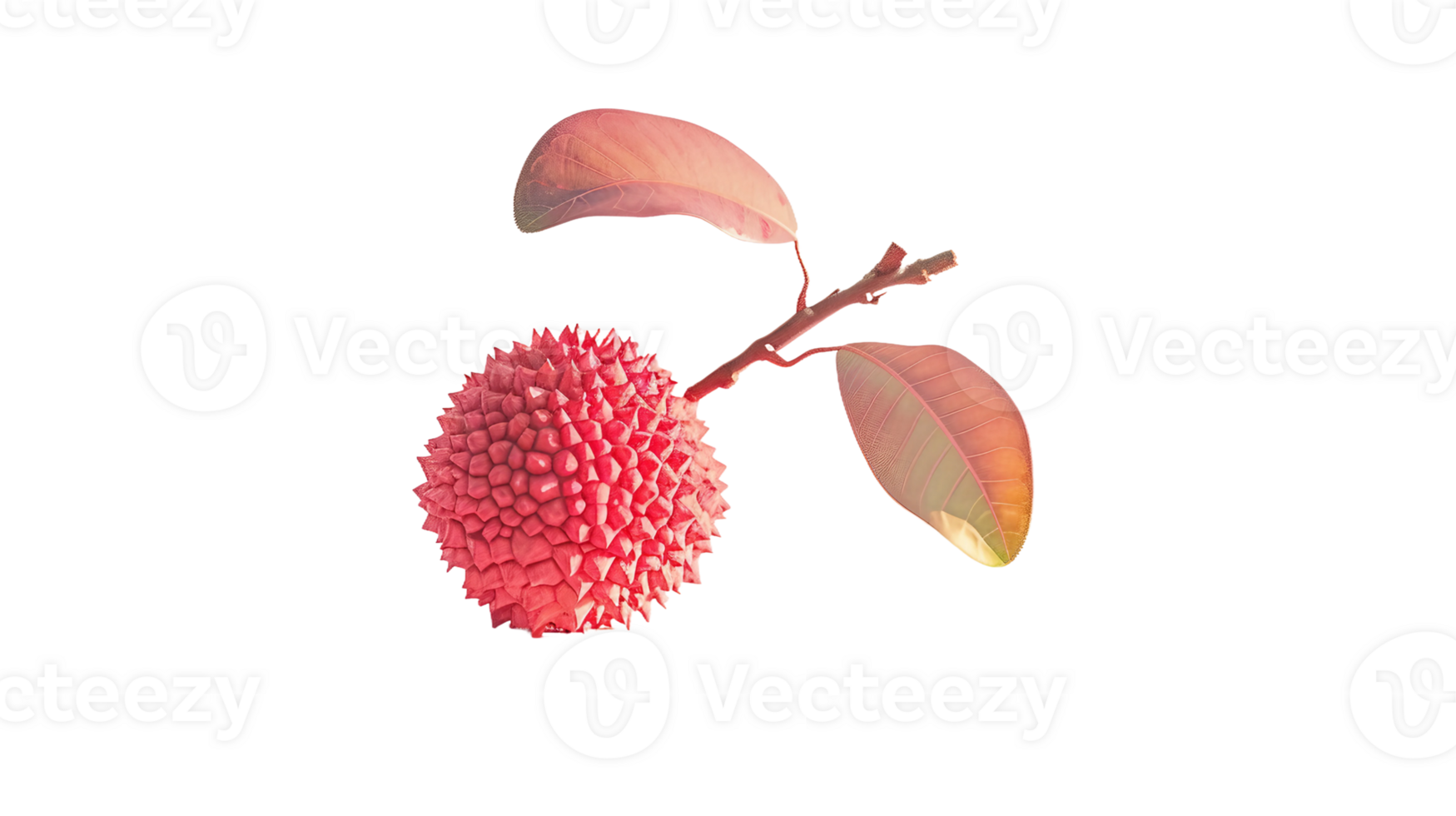 Lychee Elegance on Transparent Background png