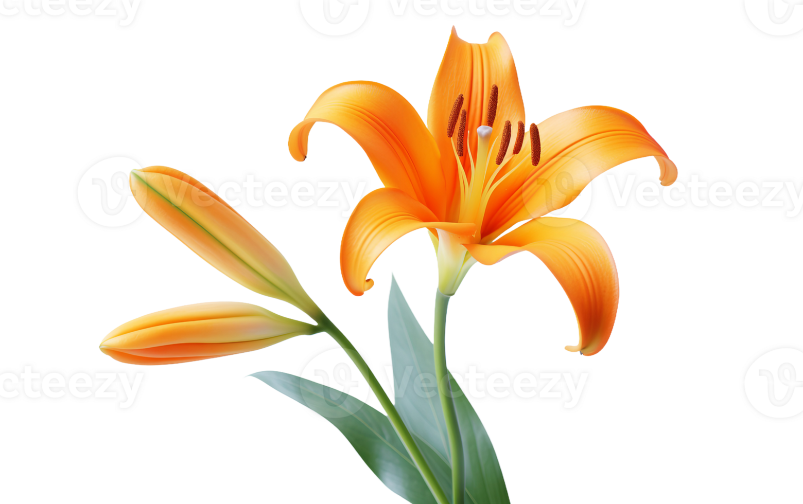 Radiance of an Orange Lily On Transparent Background png
