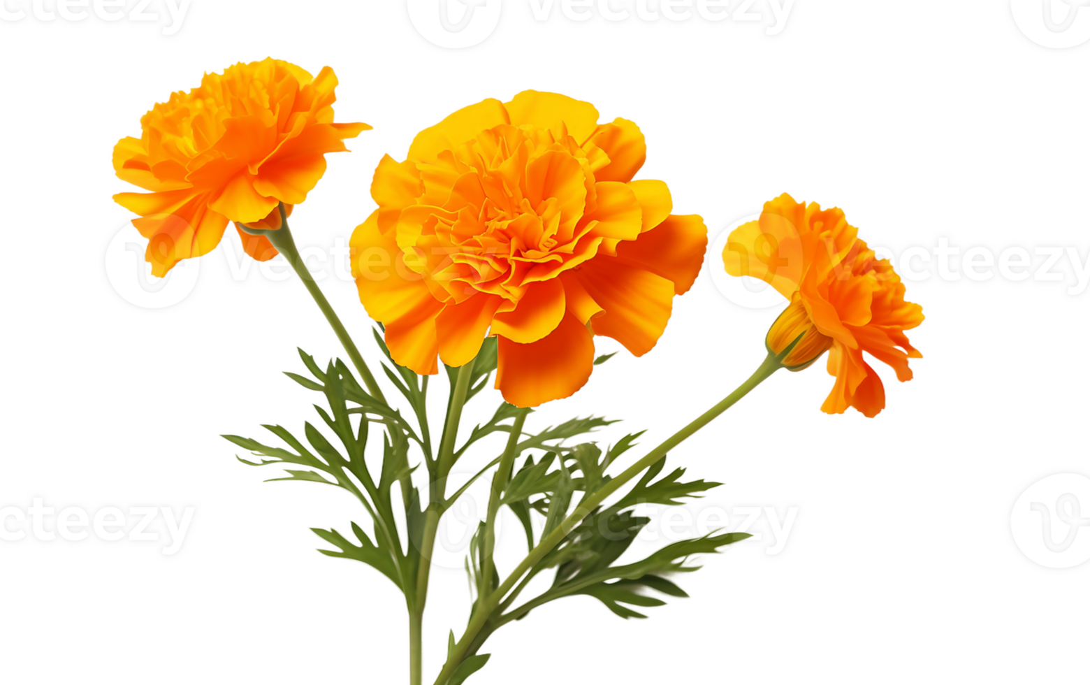 Brilliant Orange Marigold On Transparent Background png
