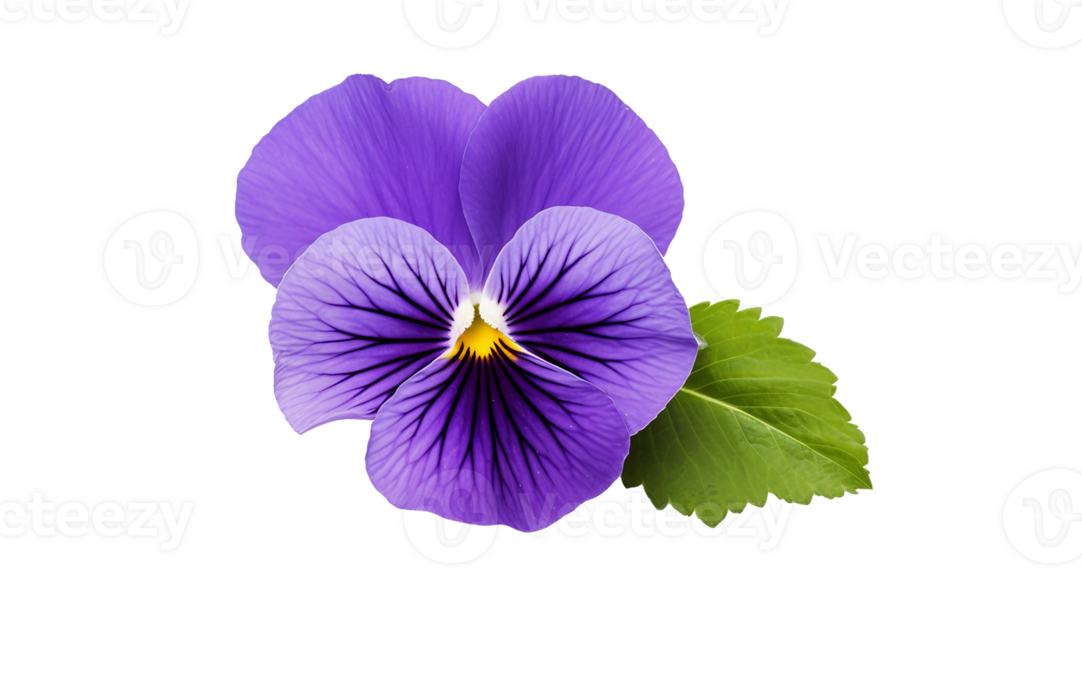 Violet Pansy Blooms on a Blank Canvas On Transparent Background png