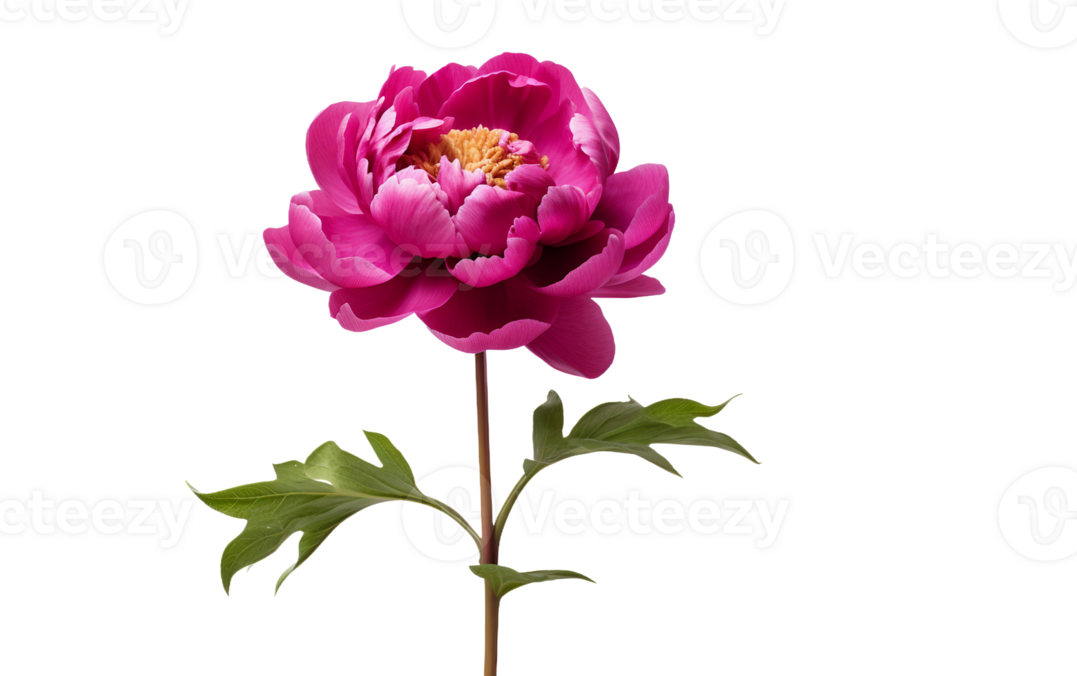 A Solo Peony Portrait On Transparent Background png