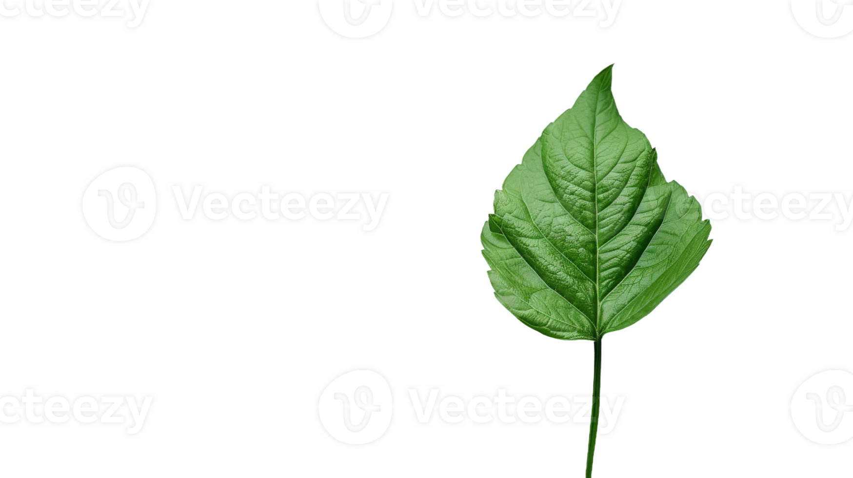 A Green Leaf Standing Alone, on transparent background, format png
