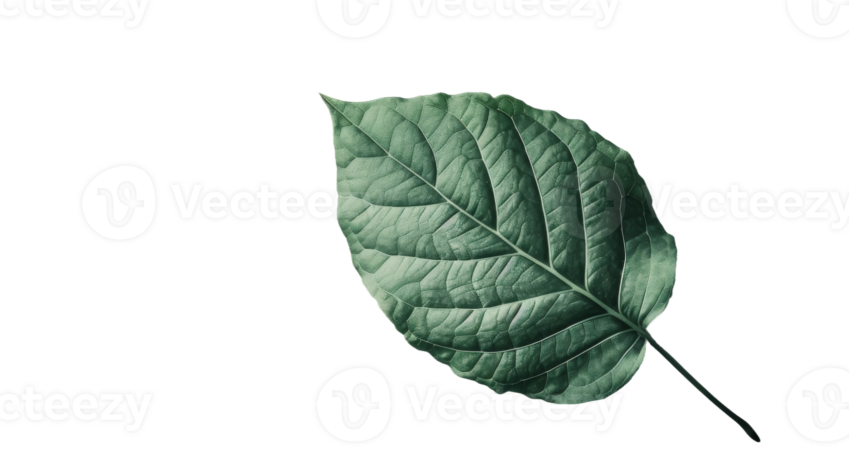 Green leaf, on transparent background, format png