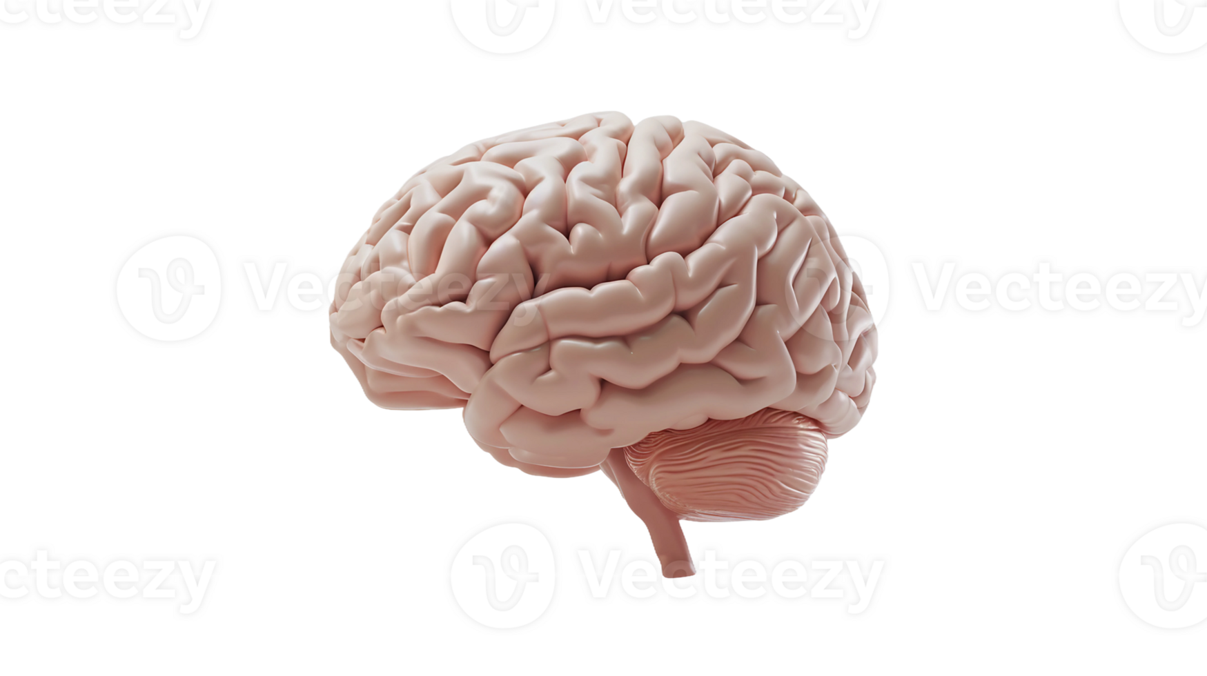 Brain's Side View on Transparent Background png