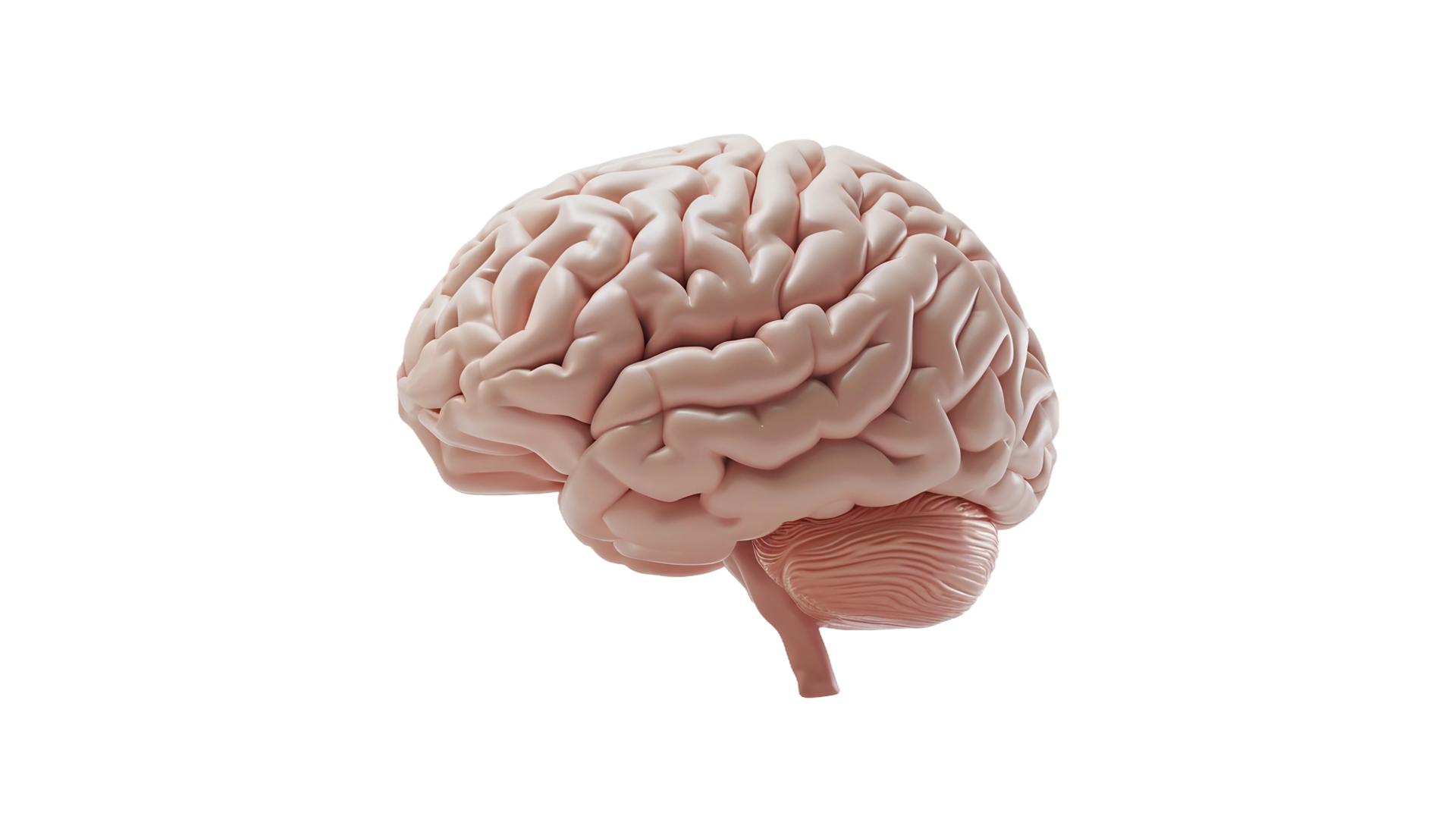 Brain's Side View on Transparent Background 43345488 PNG
