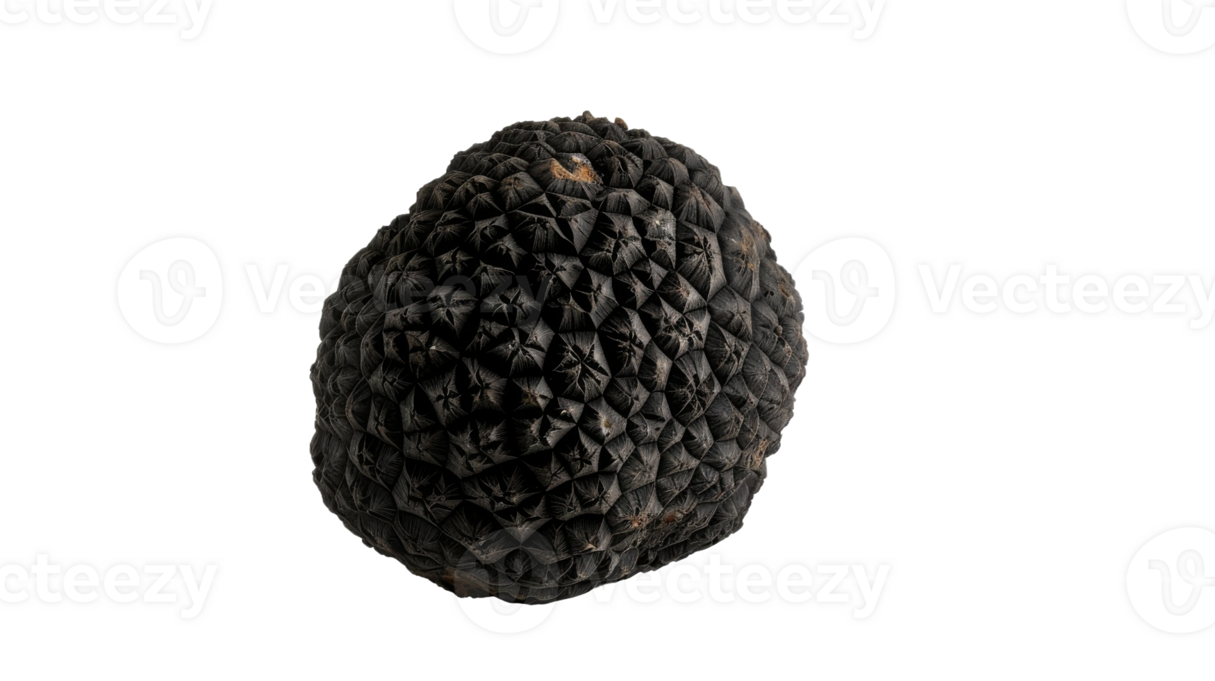 Black Truffle in Winter Splendor, on transparent background, format png