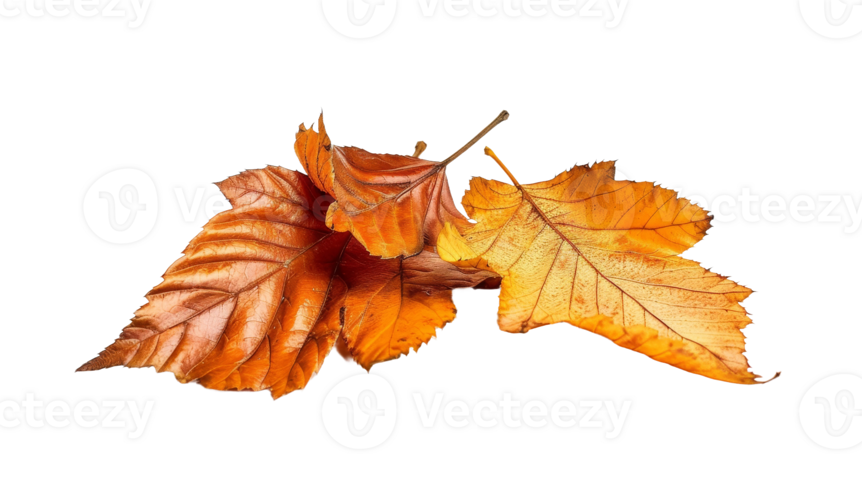 Fall Leaves, on transparent background, format png