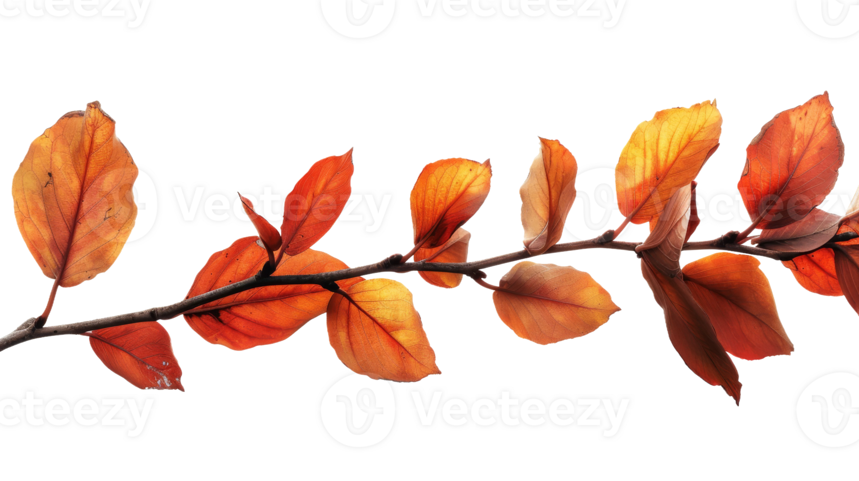 Branch with Vibrant Foliage, on transparent background, format png