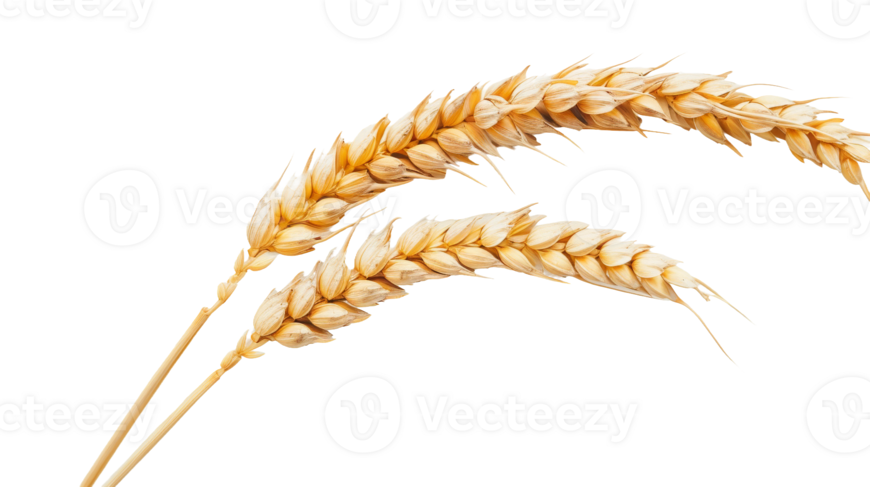 Lone Wheat Ear, on transparent background, format png