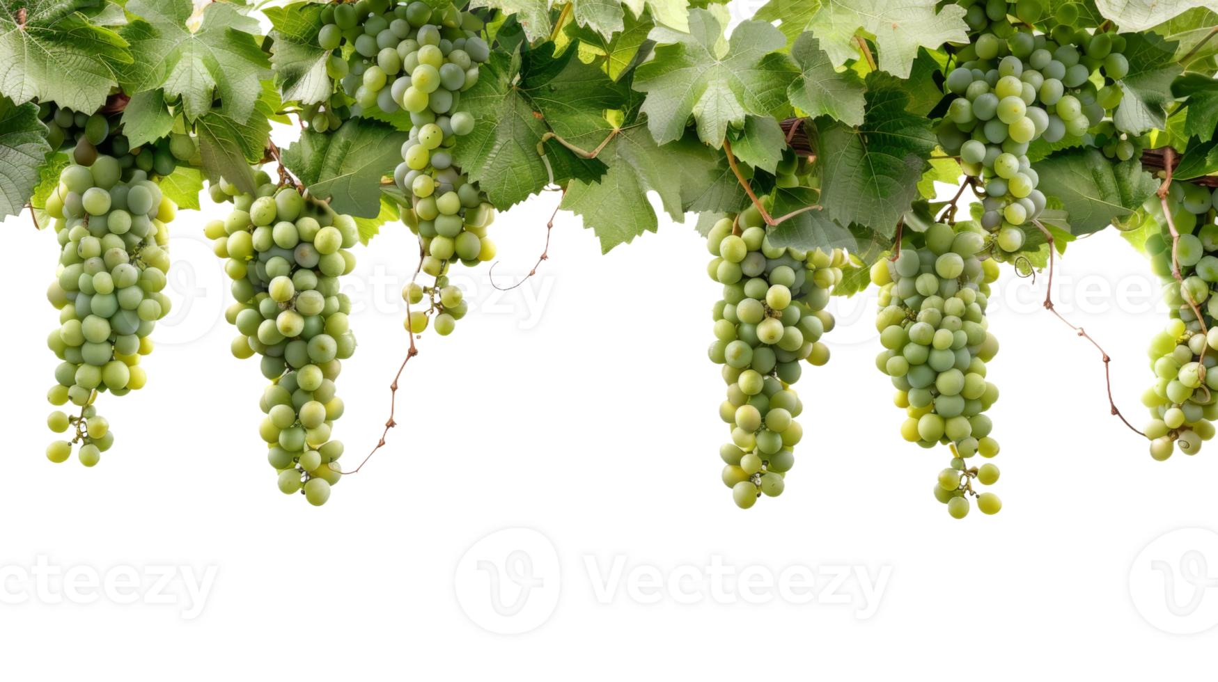 Wine Grapes, on transparent background, format png