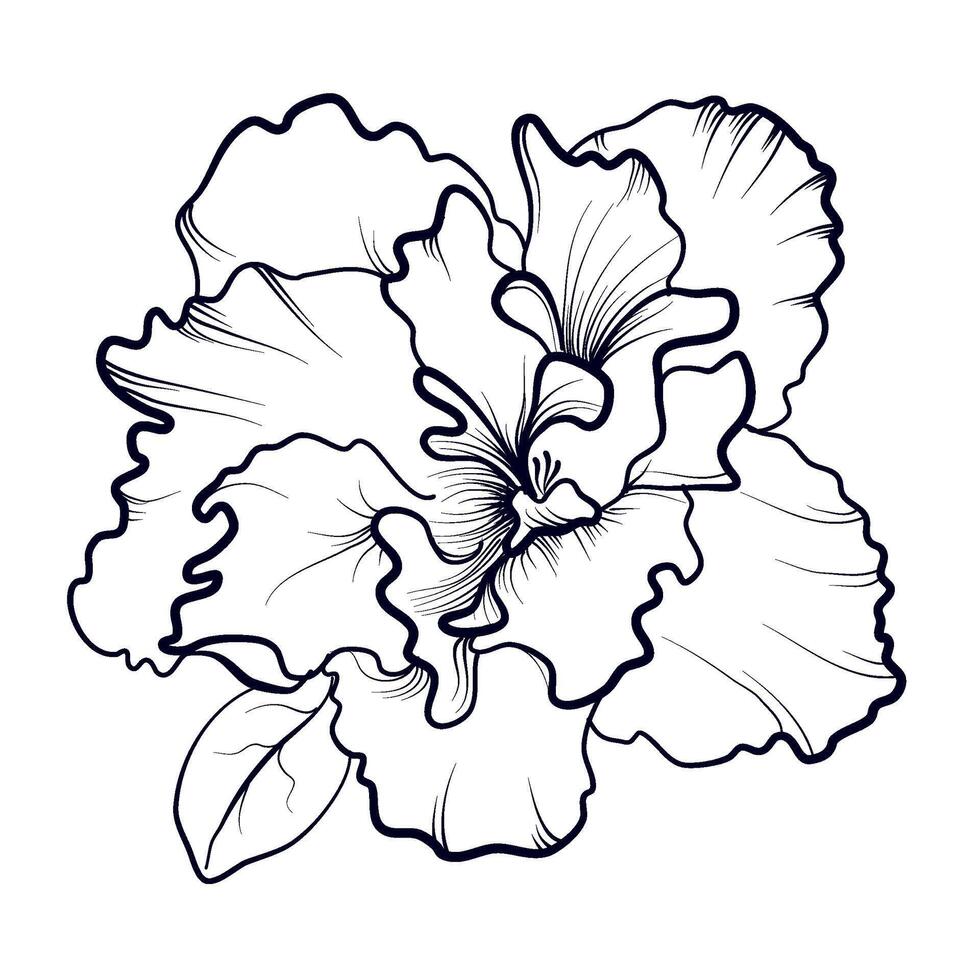 black and white hand-drawn azalea flower illustration vector