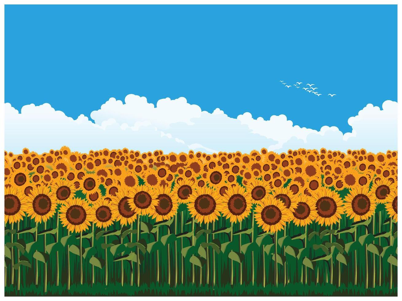 Picturesque field of sunflowers vector