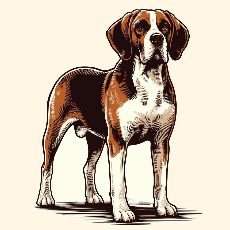 un beagle perro en pie y mirando adelante vector