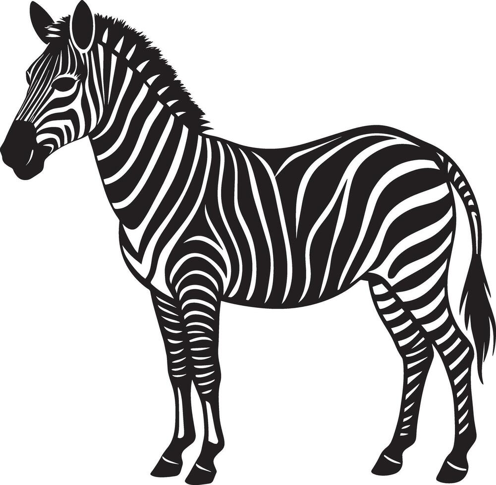 Zebra isolated on a white background. illustration for your design vector