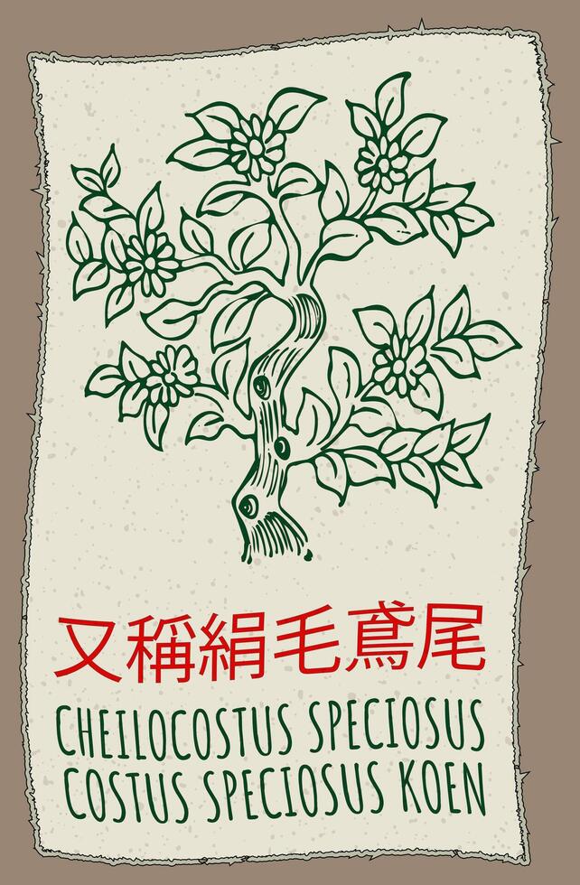 Drawing CHEILOCOSTUS SPECIOSUS in Chinese. Hand drawn illustration. The Latin name is COSTUS SPECIOSUS KOEN. vector