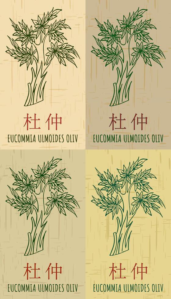 Set of drawing EUCOMMIA in Chinese in various colors. Hand drawn illustration. The Latin name is EUCOMMIA ULMOIDES OLIV. vector