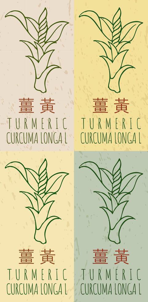 Set of drawing TURMERIC in Chinese in various colors. Hand drawn illustration. The Latin name is CURCUMA LONGA L. vector