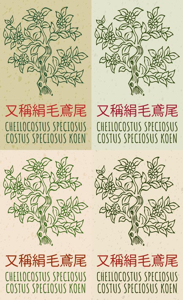 Set of drawing CHEILOCOSTUS SPECIOSUS in Chinese in various colors. Hand drawn illustration. The Latin name is COSTUS SPECIOSUS KOEN. vector