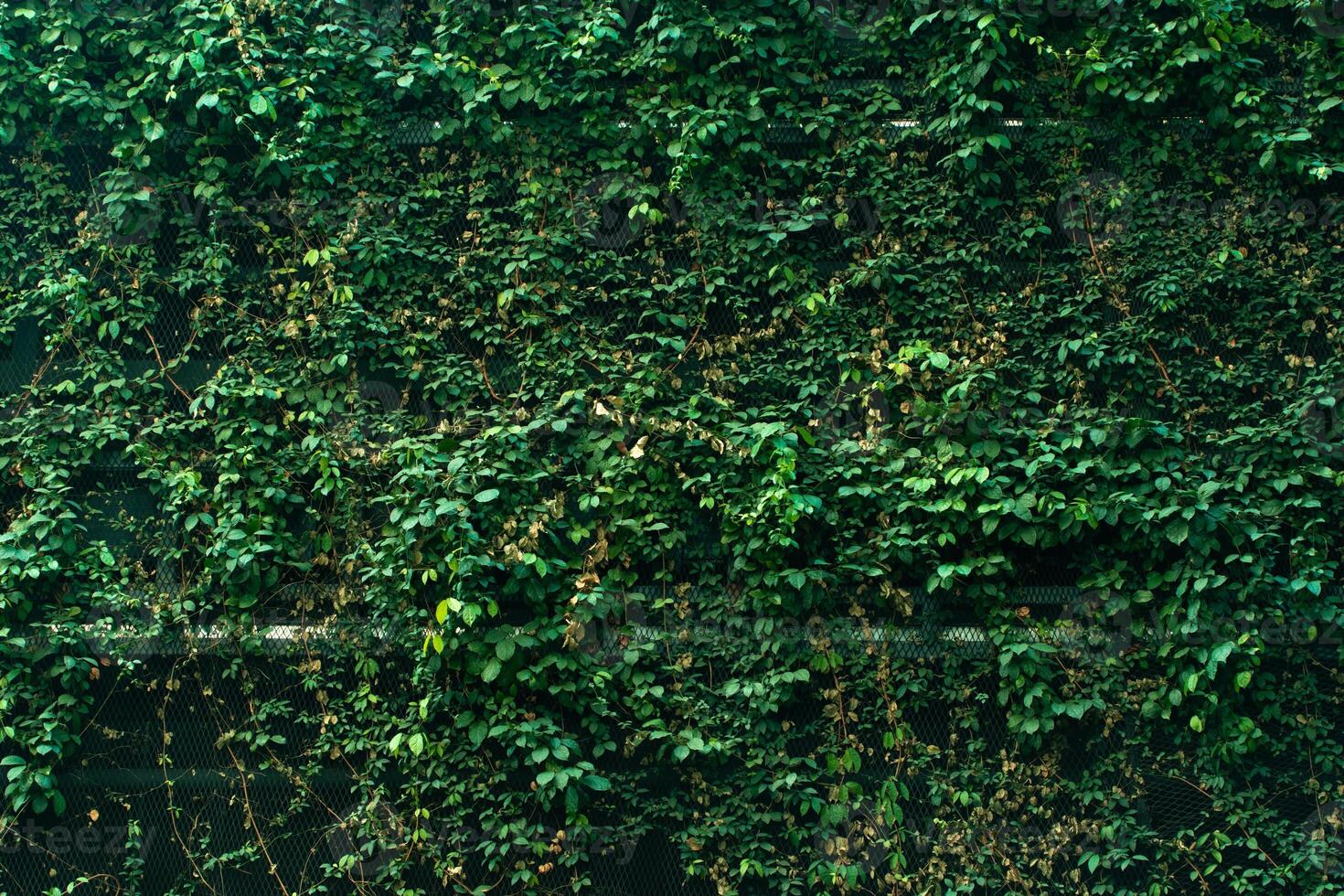 un grande verde hoja pared detrás el edificio. foto