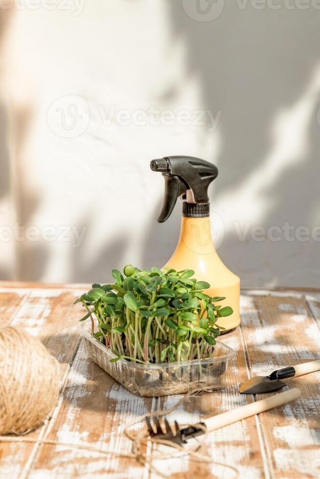 Microgreens in a tray and a spray bottle stand on a wooden table in the garden. Garden equipment nearby. DIY. Selection focus photo