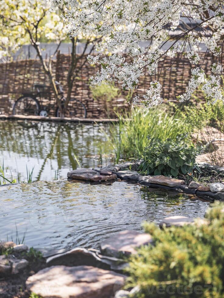 White cherry blossoms over the pond. Building a pond with an ecosystem. Lush plant blooms in spring. Selective focus. photo