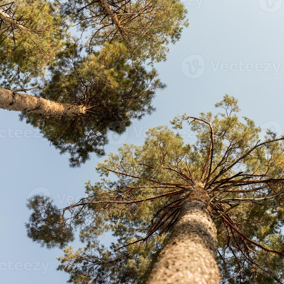 Bottom view of huge trees. These are pines, popularly called ship pines. The wood of this tree is used to make ship masts. photo