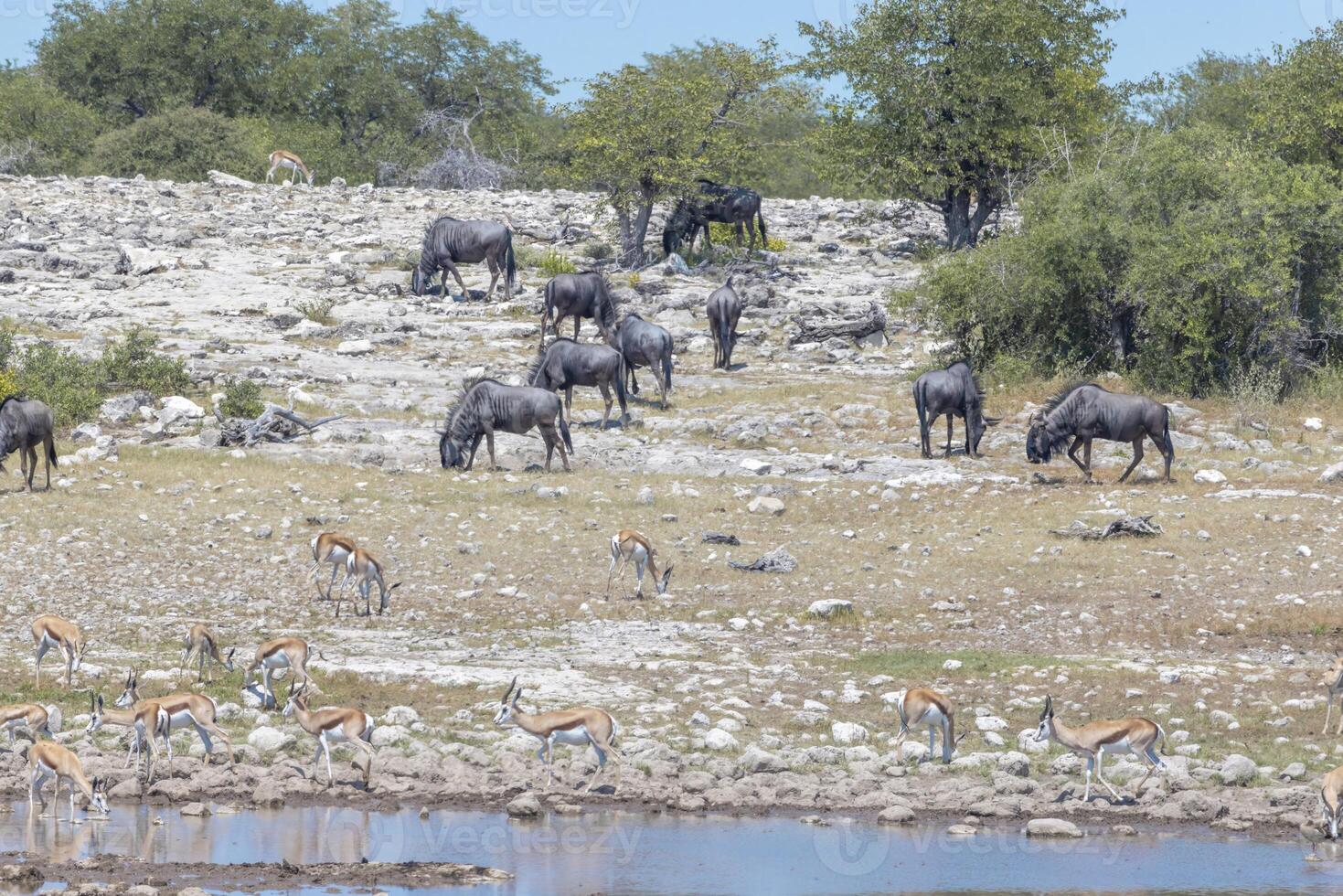 Picture of different animals drinking at an waterhole in Etosha National Park in Namibia photo