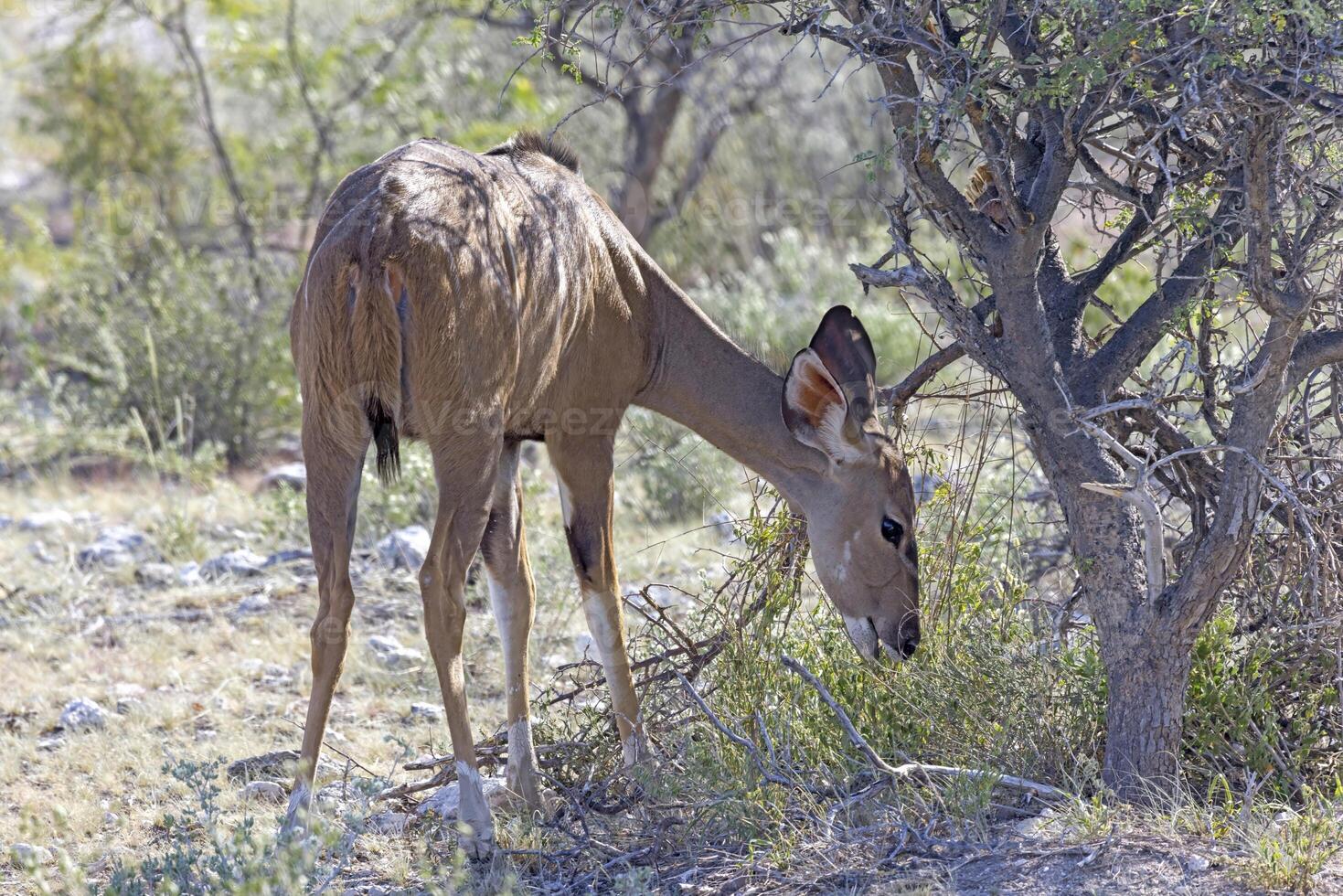 Picture of a Kudu in Etosha National Park in Namibia photo