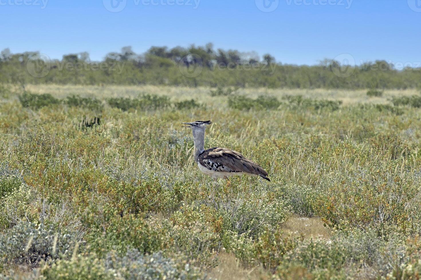 Picture of a single Koritrap in the Namibian Etosha nationalpark photo