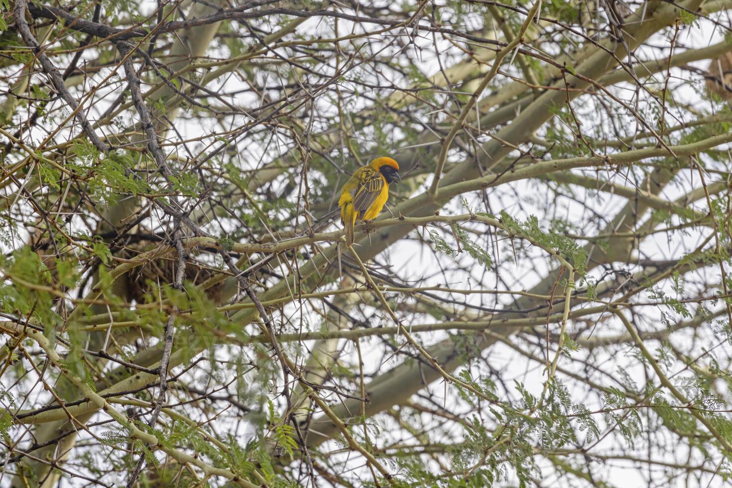 Picture of a colorful masker weaver bird sitting in grass in Namibia photo