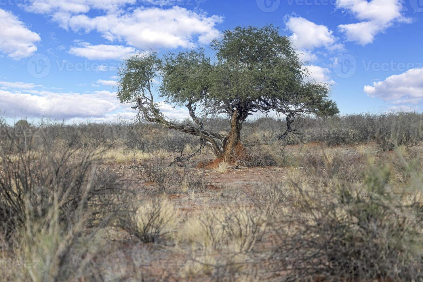 Picture of an acacia tree with a termite nest around the trunk photo