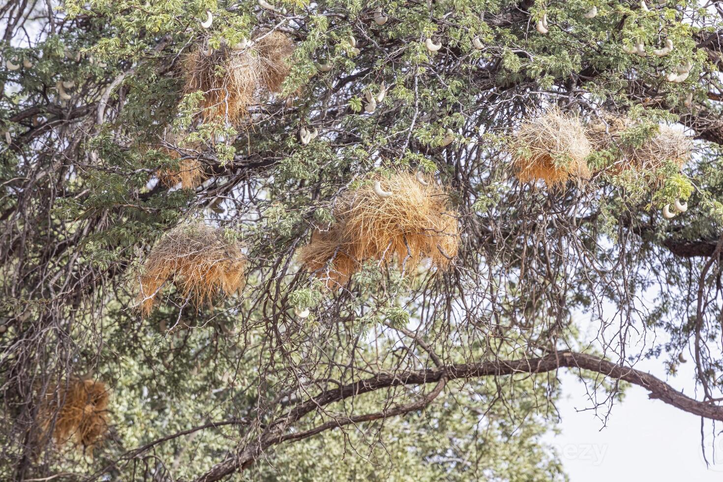 Picture of some waver bird nest in a tree in Namibia photo